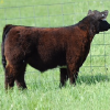  This January calf is the "Beast of the Southeast". You will be amazed by the width and dimension of this calf. He is very wide in his top very powerfull quartered calf that is so impressive in his hip design and depth of quarter. This MAB is out of the same dam as "The Ohio Senator" and takes all the guess work out of it. This calf will be ready to win early and often. Buy with confidence this one is a flat good beast. All calves can be kept at our expense and risk until Aug 1st 2017.
